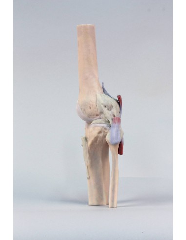 Articulación de rodilla, extendida - Erler...