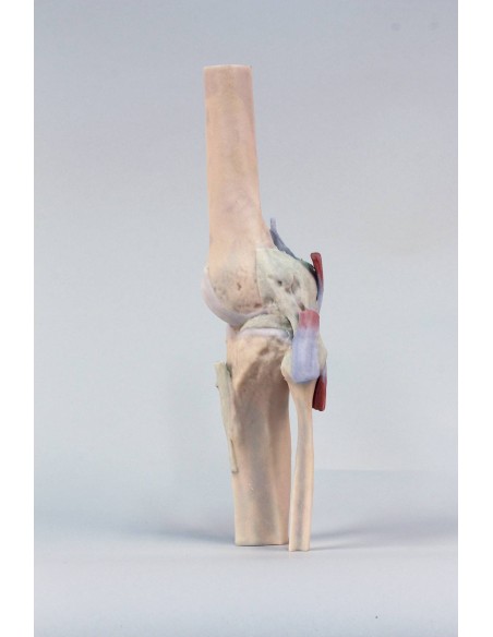 Knee joint, extended - Erler Zimmer 3D anatomy Series MP1805