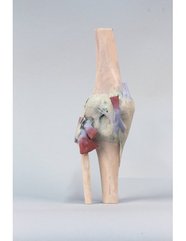 Articulación de rodilla, extendida - Erler...