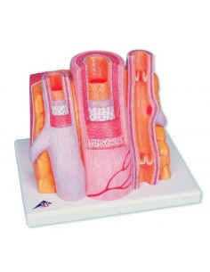 3B MICROanatomy, Modello anatomico di Arteria e vena -...