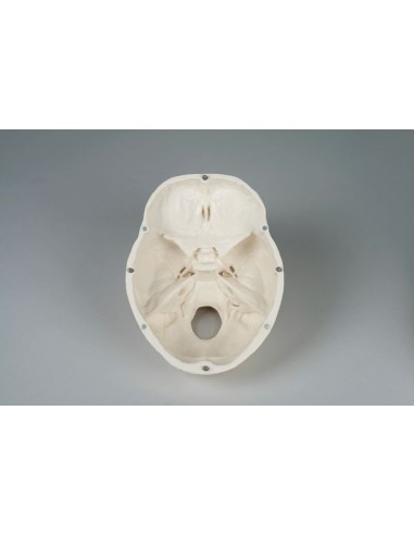 Erler Zimmer, Cranio, modello classico,...