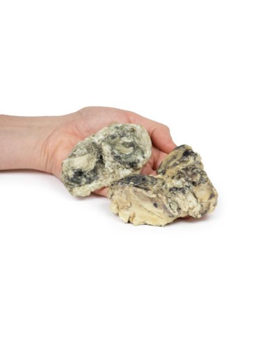 Infectious arthritis of the knee - Erler Zimmer...