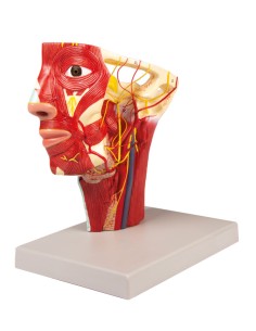 Anatomisches Modell der Arterien des Kopfes Erler Zimmer... 2