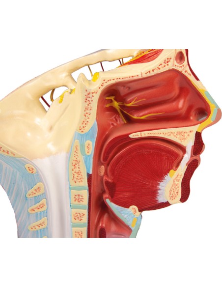 Anatomical model of arteries of the head Erler Zimmer C130