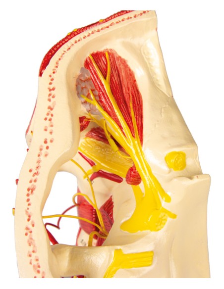 Anatomical model of arteries of the head Erler Zimmer C130