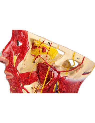 Anatomical model of arteries of the head Erler...