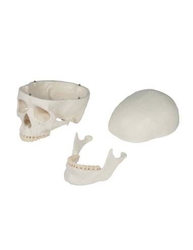 Erler Zimmer, Cranio, modello classico,...