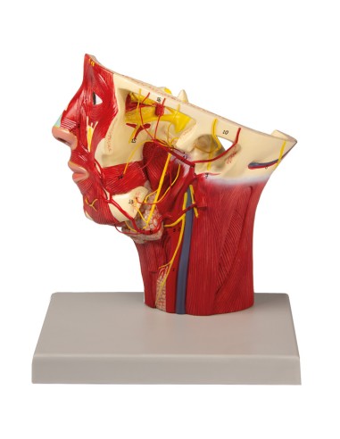 Anatomical model of arteries of the head Erler...