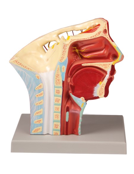 Modello anatomico di arterie della testa Erler Zimmer C130