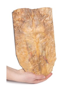 Internal abdominal wall - Erler Zimmer 3D anatomy Series... 2