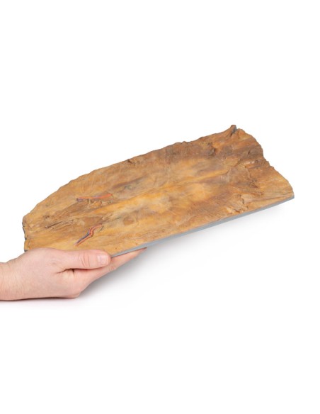 Parete addominale interna - Erler Zimmer 3D anatomy Series MP1137