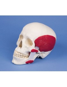 Erler Zimmer, modello di cranio scomponibile con muscoli...