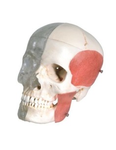 Erler Zimmer, modelo de cráneo combinado, transparente -...