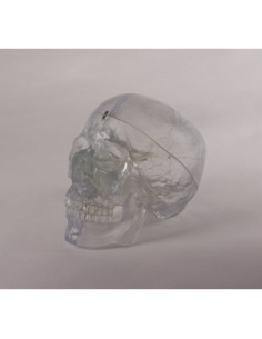 Erler Zimmer, modèle de crâne transparent, séparable en 3...