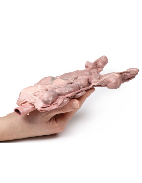 Aortale und para-aortale Lymphknoten - Erler Zimmer 3D-Anatomie Serie MP2103