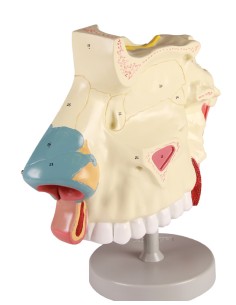 Anatomisches Modell der Nasenhöhle, in drei Teilen,...