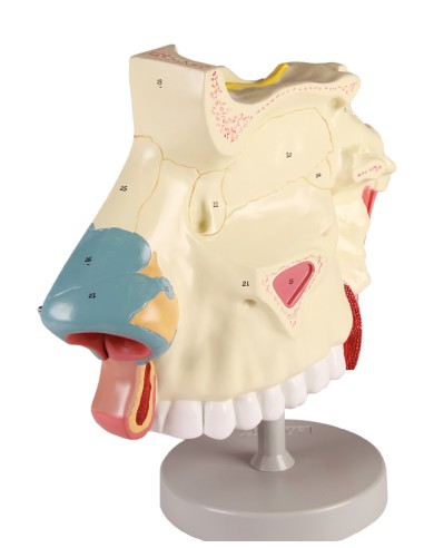 Anatomical model of nasal cavity, in three...
