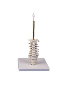 Erler Zimmer, colonne cervicale, sur chevalet 4532