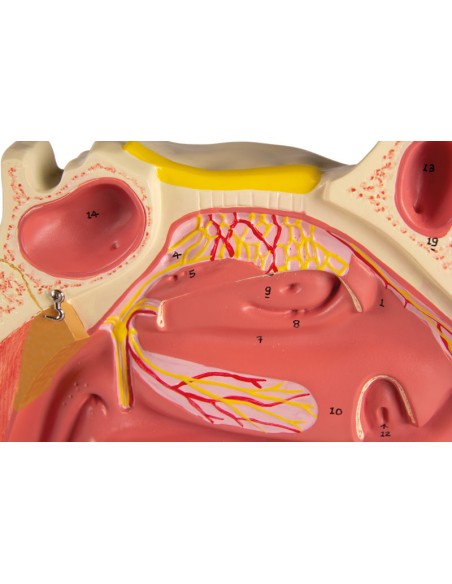Anatomical model of nasal cavity, in three parts, enlarged three times. Erler Zimmer C182