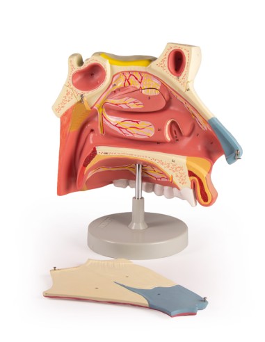 Anatomical model of nasal cavity, in three...
