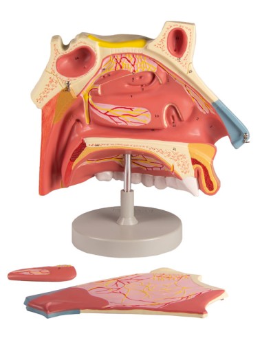 Anatomical model of nasal cavity, in three...