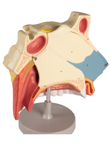 Anatomical model of nasal cavity, in three...