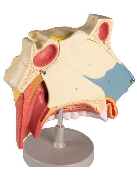 Anatomical model of nasal cavity, in three parts, enlarged three times. Erler Zimmer C182