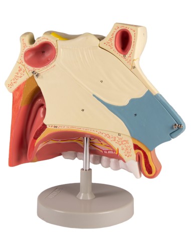 Anatomical model of nasal cavity, in three...
