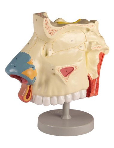 Modelo anatómico de cavidad nasal, en tres...