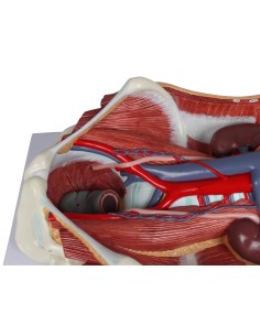 Anatomisches Modell des bisexuellen Harnsystems in 6...