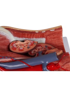 Anatomisches Modell des bisexuellen Harnsystems in 6... 2