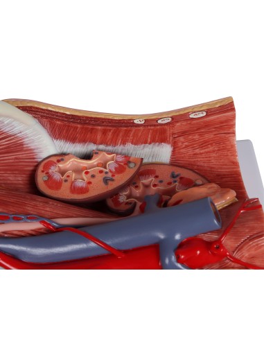 Modelo anatómico del aparato urinario bisexual...