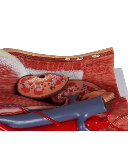 Modèle anatomique du système urinaire bisexuel en 6 parties Erler Zimmer K569