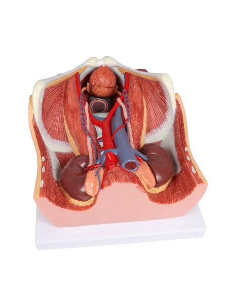 Modelo anatómico del aparato urinario bisexual en 6 partes Erler Zimmer K569