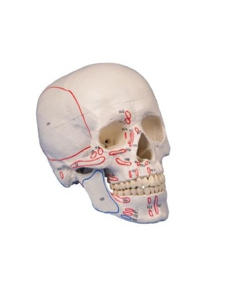 Erler Zimmer, Cranio, modello classico, con inserzioni dei muscoli, scomponibile in 3 parti 4509