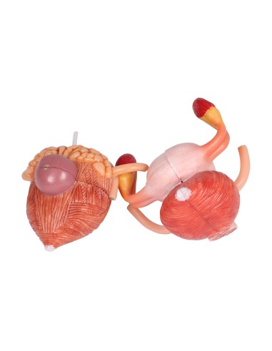 Modèle anatomique du système urinaire bisexuel...