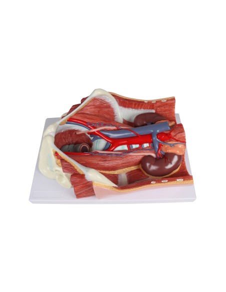 Modèle anatomique du système urinaire bisexuel en 6 parties Erler Zimmer K569