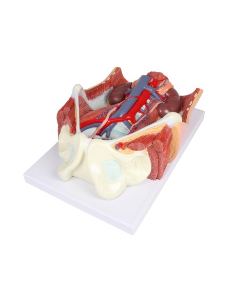 Modelo anatómico del aparato urinario bisexual en 6 partes Erler Zimmer K569