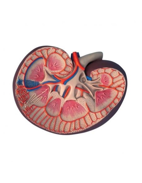 Anatomical model of longitudinal kidney section, enlarged 3 times K09