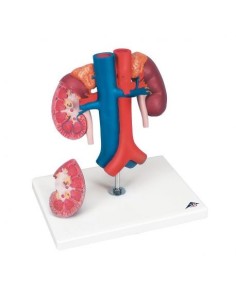 Modello anatomico di reni con vasi sanguigni,...