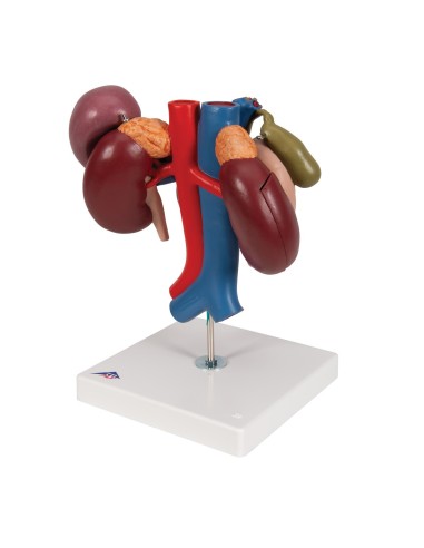 Anatomical model of kidneys with organs of the...