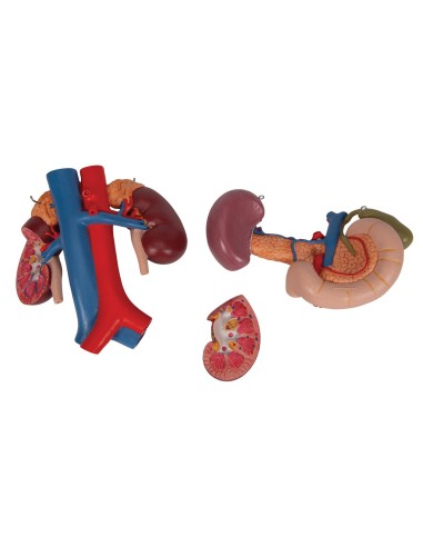 Anatomical model of kidneys with organs of the...