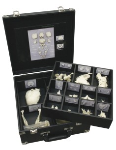 Disassembled skull for human anatomy studies Premium Line...