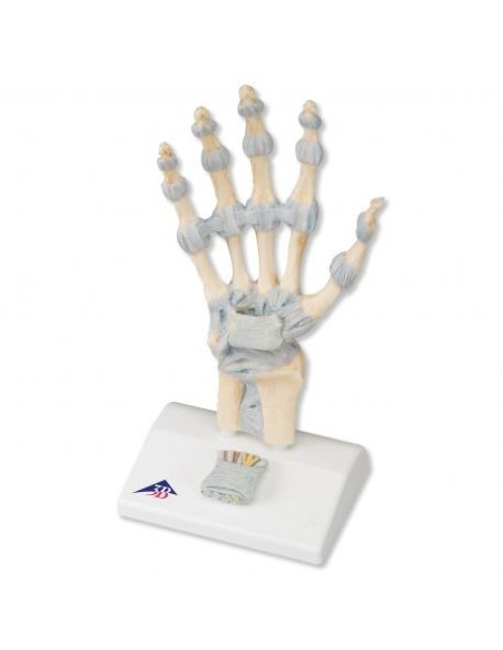 Modelo de esqueleto de mano con ligamentos y túnel carpiano M33