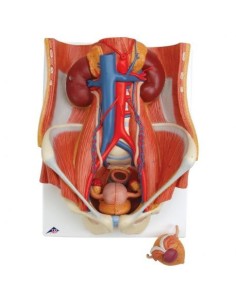 Anatomisches Modell des Harnapparats, bisexuell, in 6...