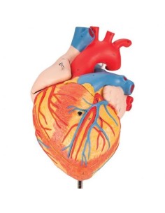 3B Científico, corazón 2 veces agrandado, descomponible...
