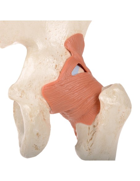 Lujoso modelo de articulación funcional de cadera 3B Scientific A81/1
