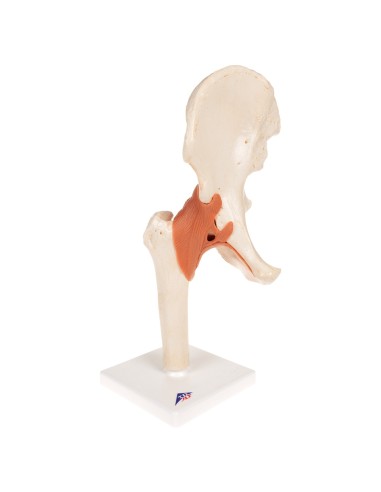Luxury functional model of the hip joint 3B...