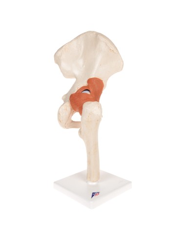 Luxury functional model of the hip joint 3B...