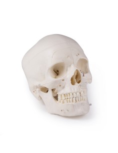 Luxury skull for advanced studies, in 14 parts Erler...